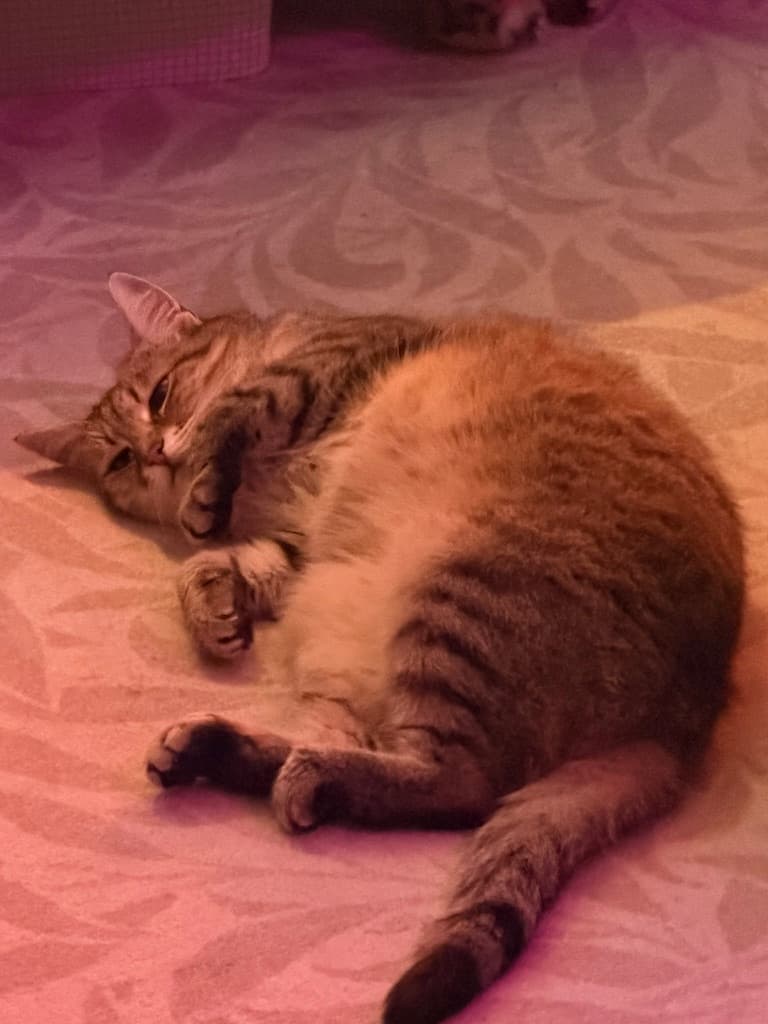 Xiao curled on a bed in warm pink light.