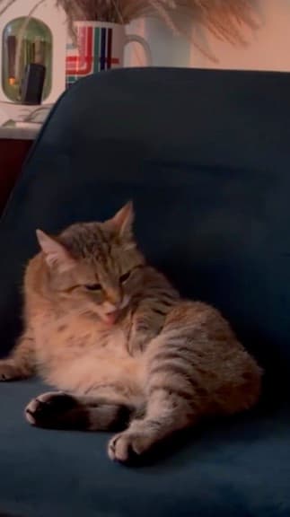 Xiao lounging on a dark blue chair.